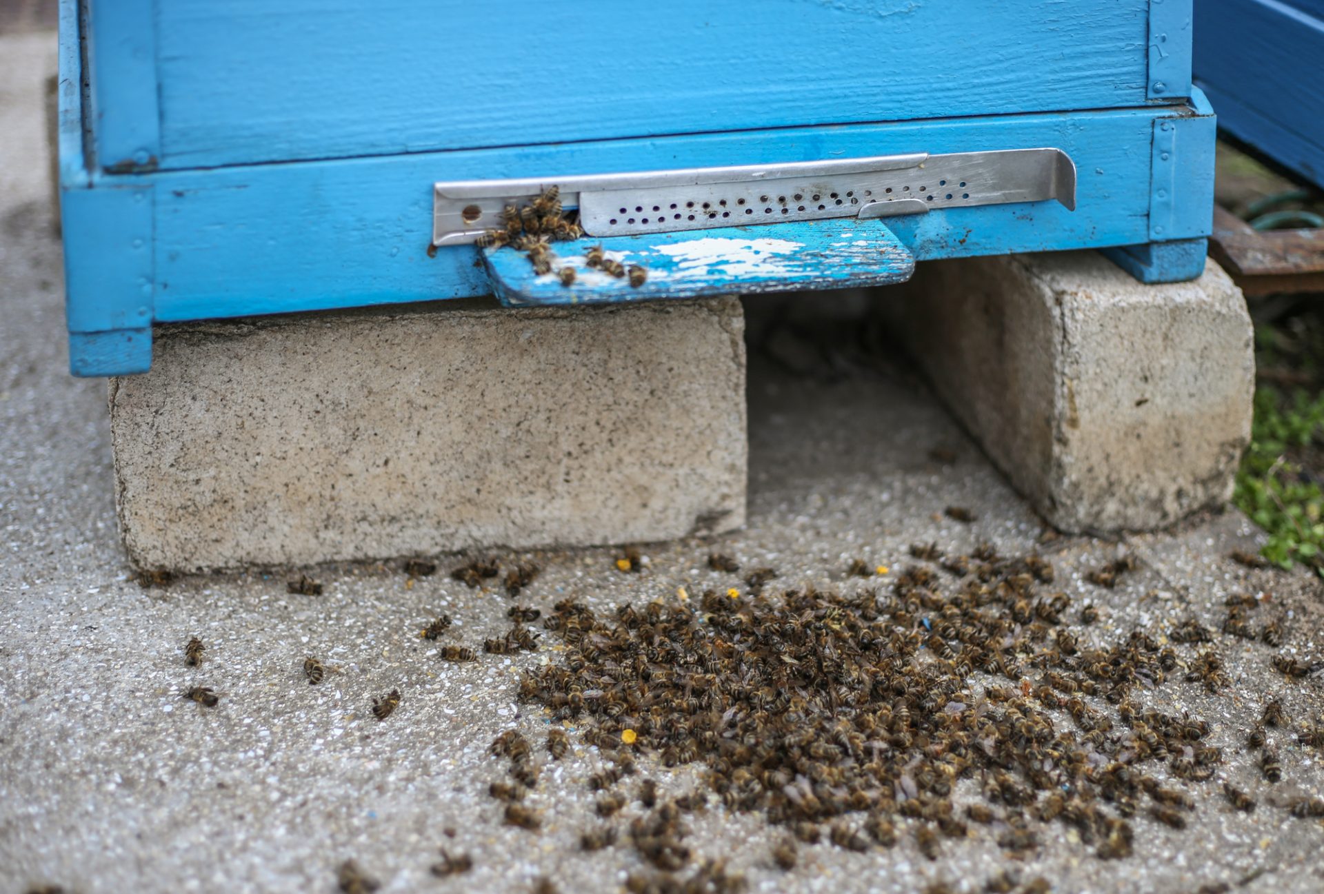 Dead bees hive on the cover after the winter. Dead insects. Dead honey bees - poisoned by pesticides and GMOs.