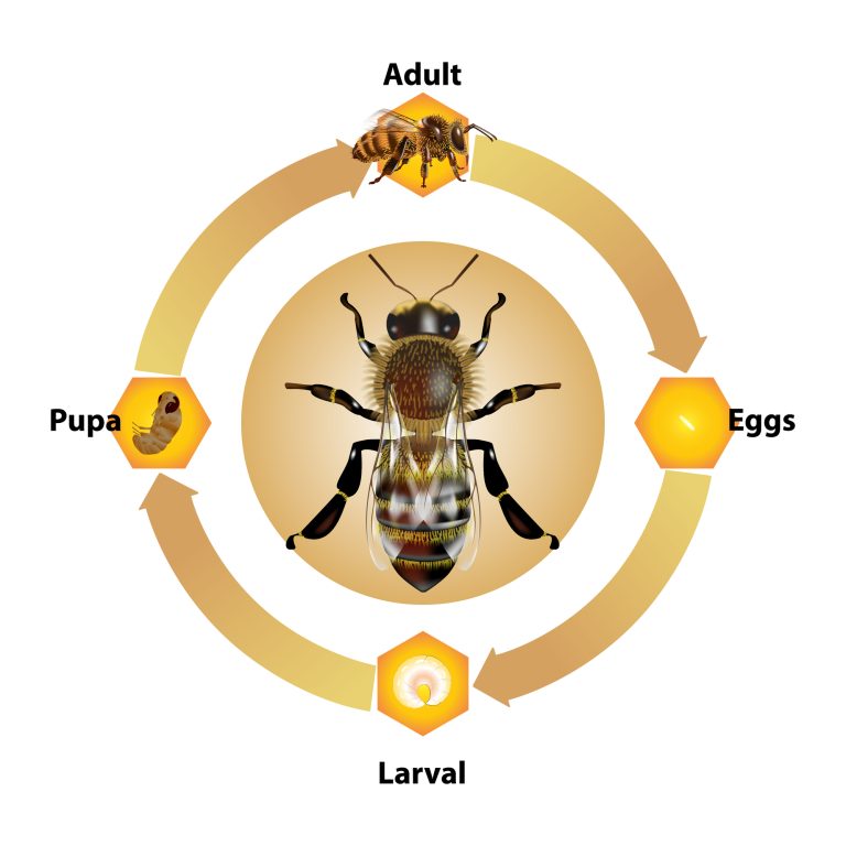 Learning About The Mason Bee Life Cycle - Beekeepclub