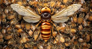 Protecting Honey Bees from Asian Giant Hornets - Giant Hornet Predator Attacking Bees as a Murder hornet or Asian giant insect that kills honeybees as an animal concept for an invasive speciesin a 3D illustration style.