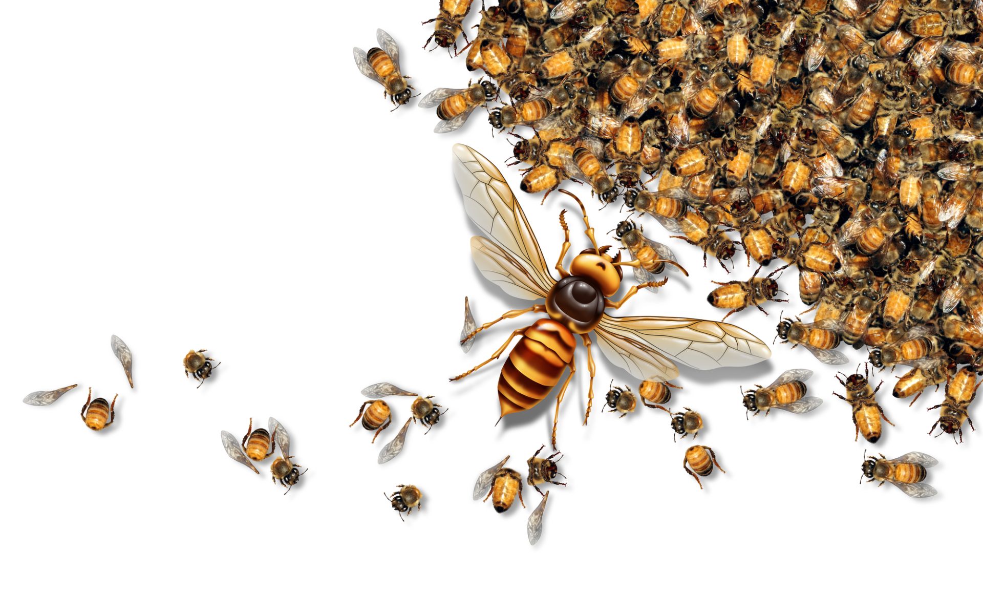 Protecting Honey Bees from Asian Giant Hornets - Giant Hornet Predator Attacking Bees as a Murder hornet or Asian giant insect that kills honeybees as an animal concept for an invasive speciesin a 3D illustration style.