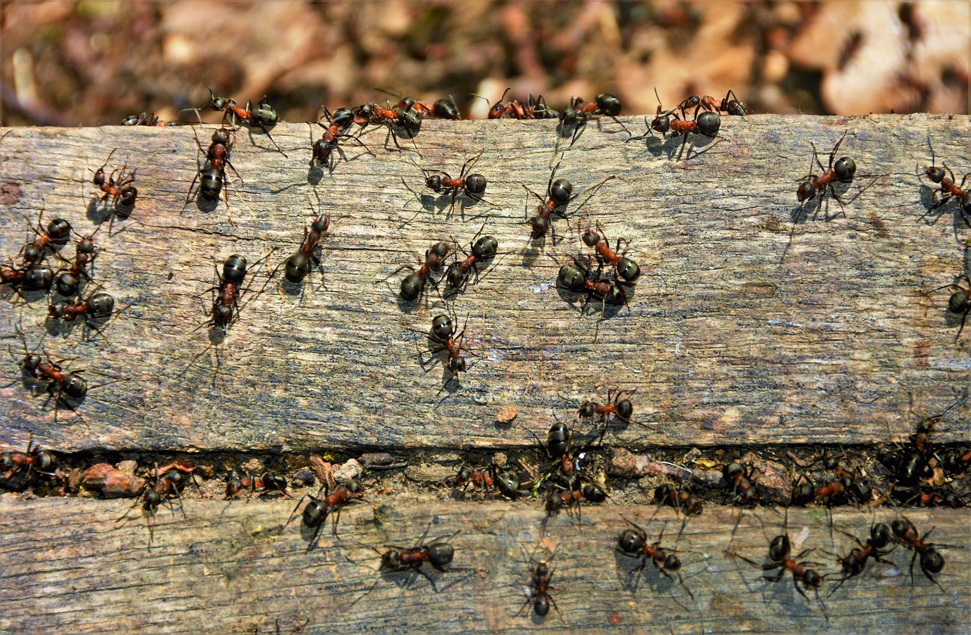 Any Proof Beehive Stand