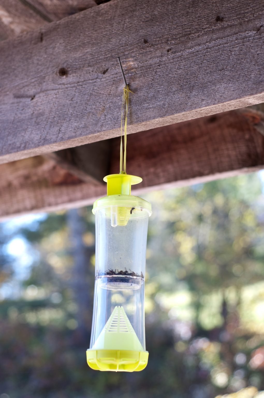 Yellow Jacket Traps and Baits for Beekeeping