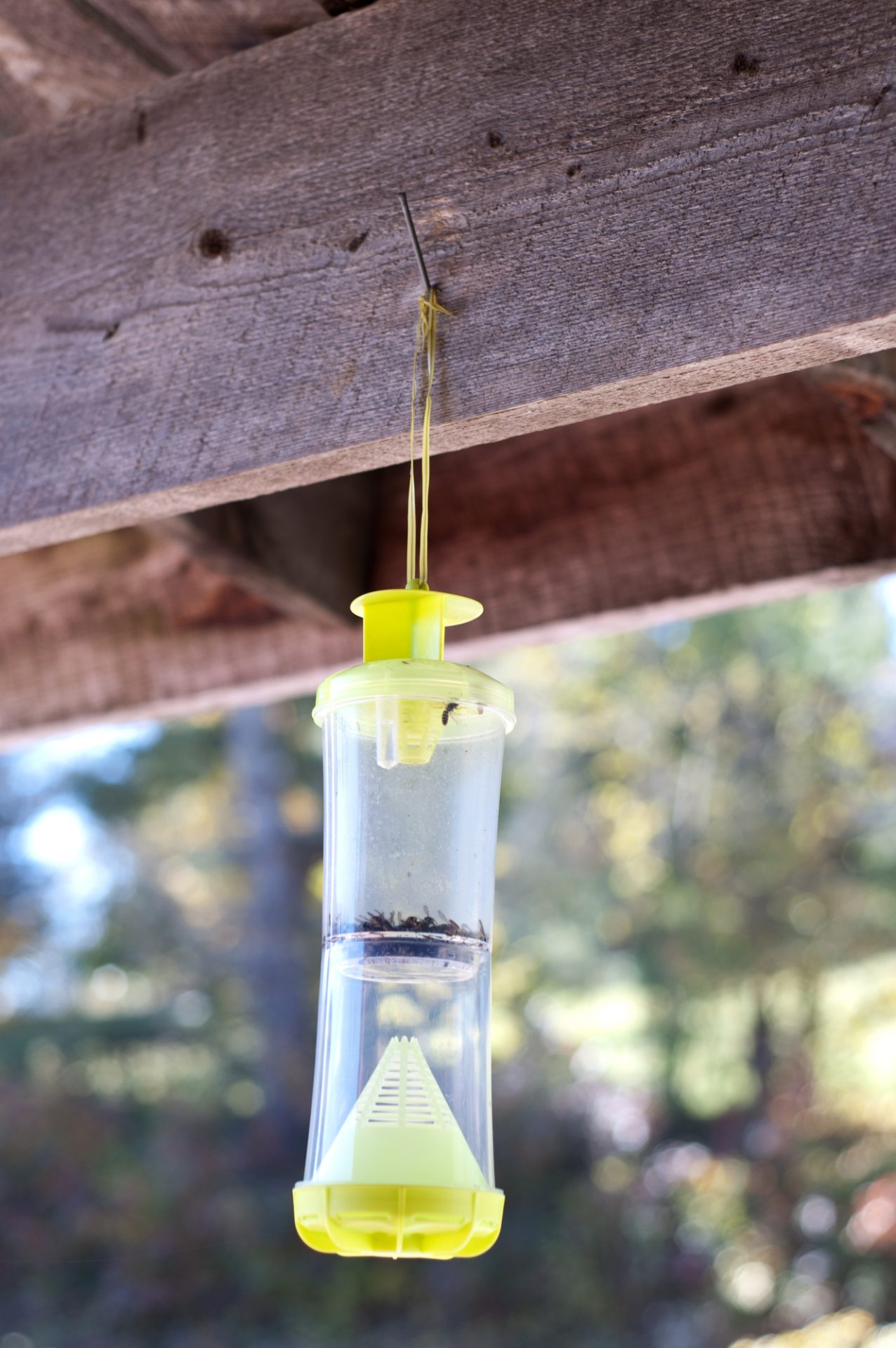 Homemade Yellow Jacket Trap