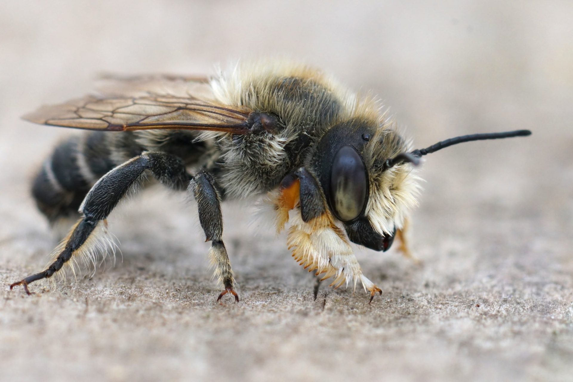 Leafcutter Bees