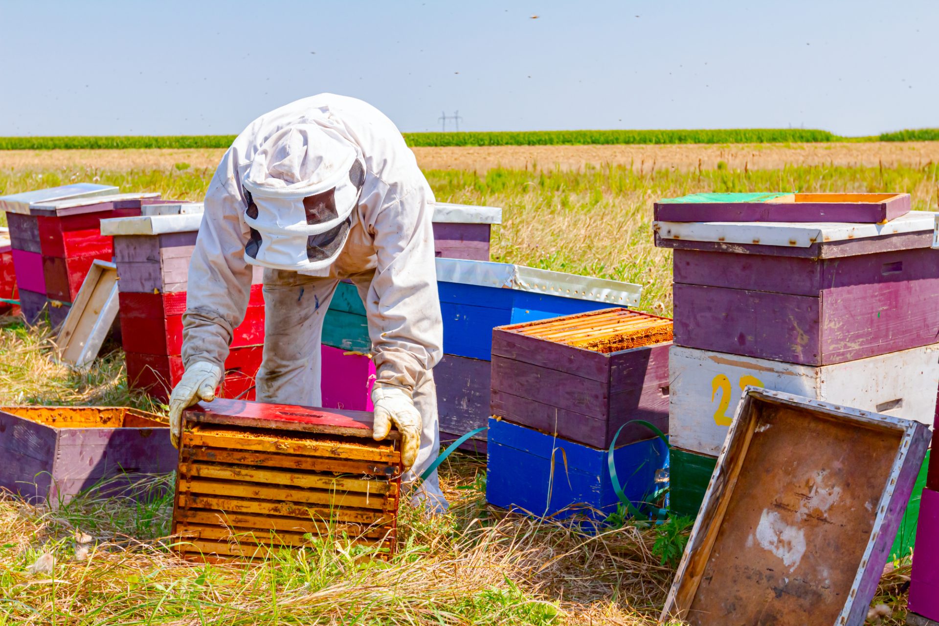 Beekeeper is controlling situation in lined wooden colorful beehives, bee colony.