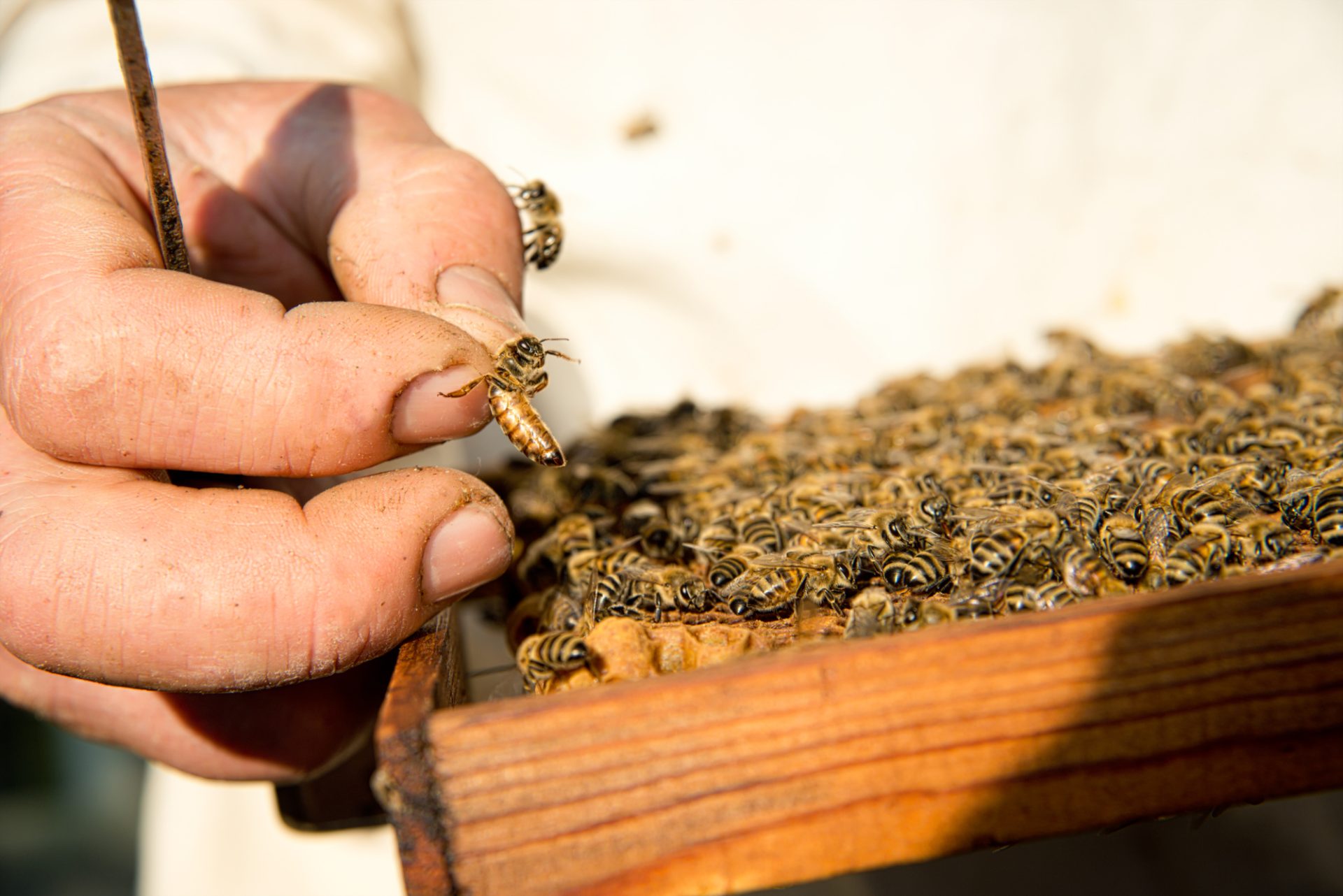 Inspecting beehive frame for the Kashmir Bee Virus