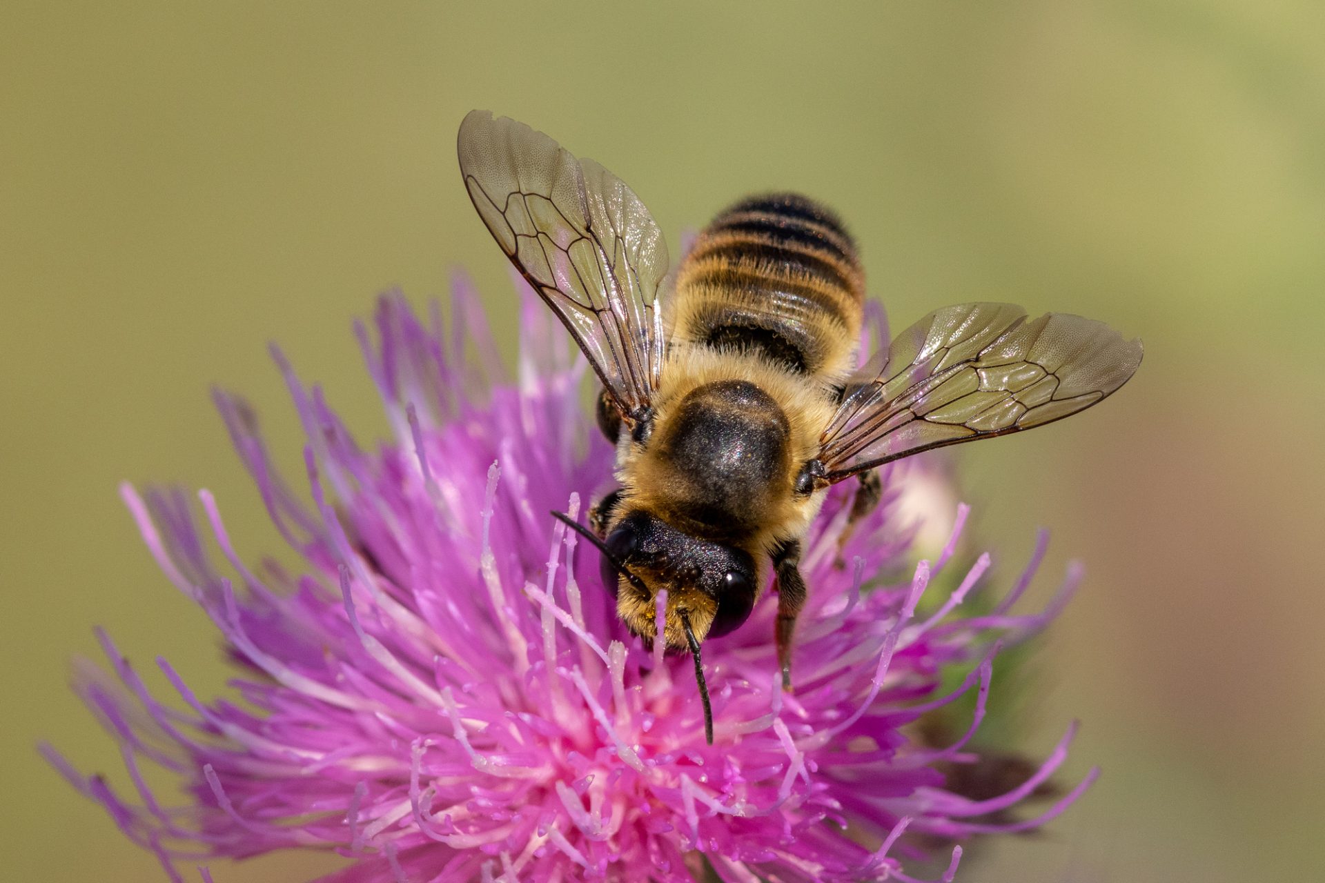 Mason Bee Life Cycle - Pollen and Nectar Collection