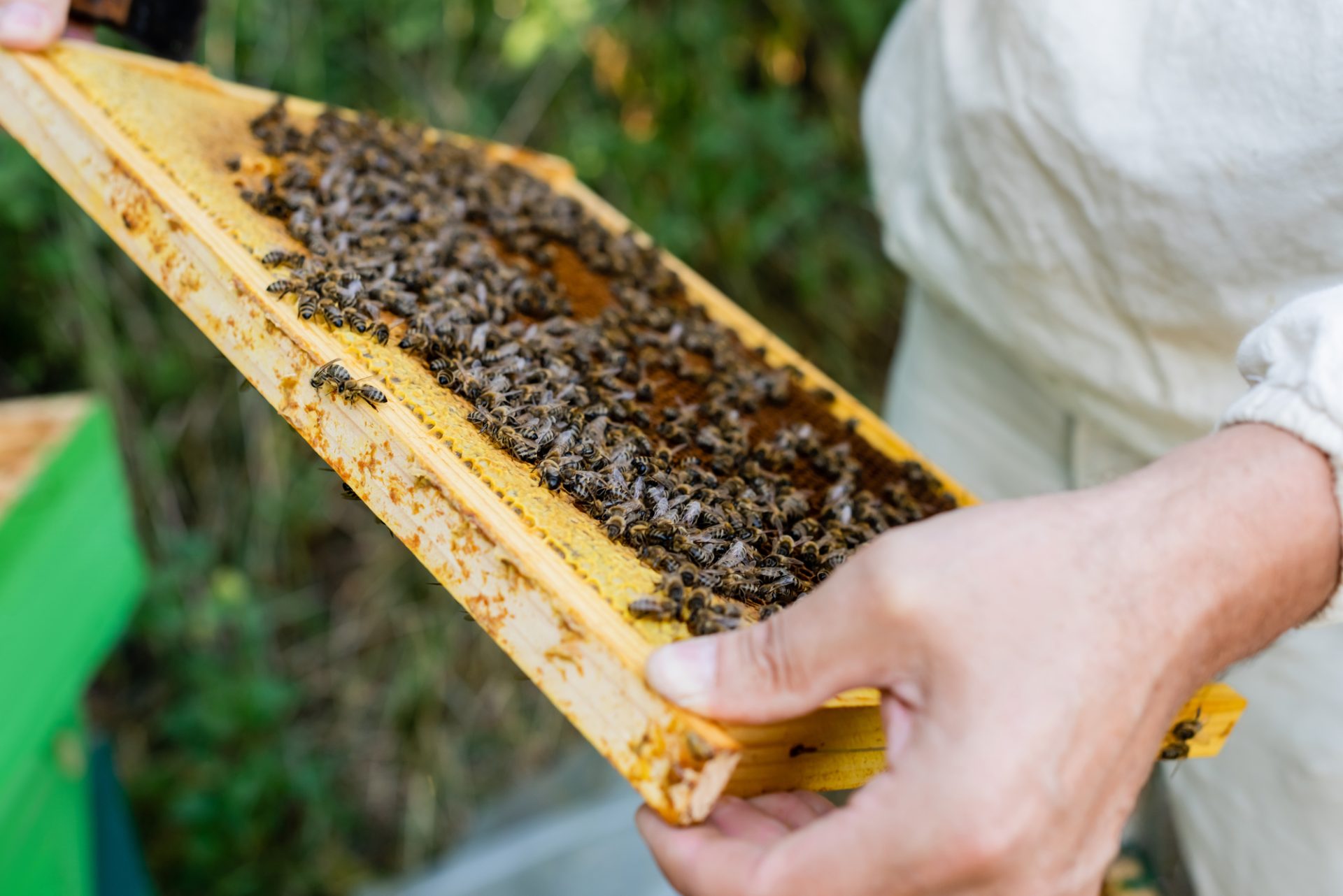Benefits of Conservation Beekeeping