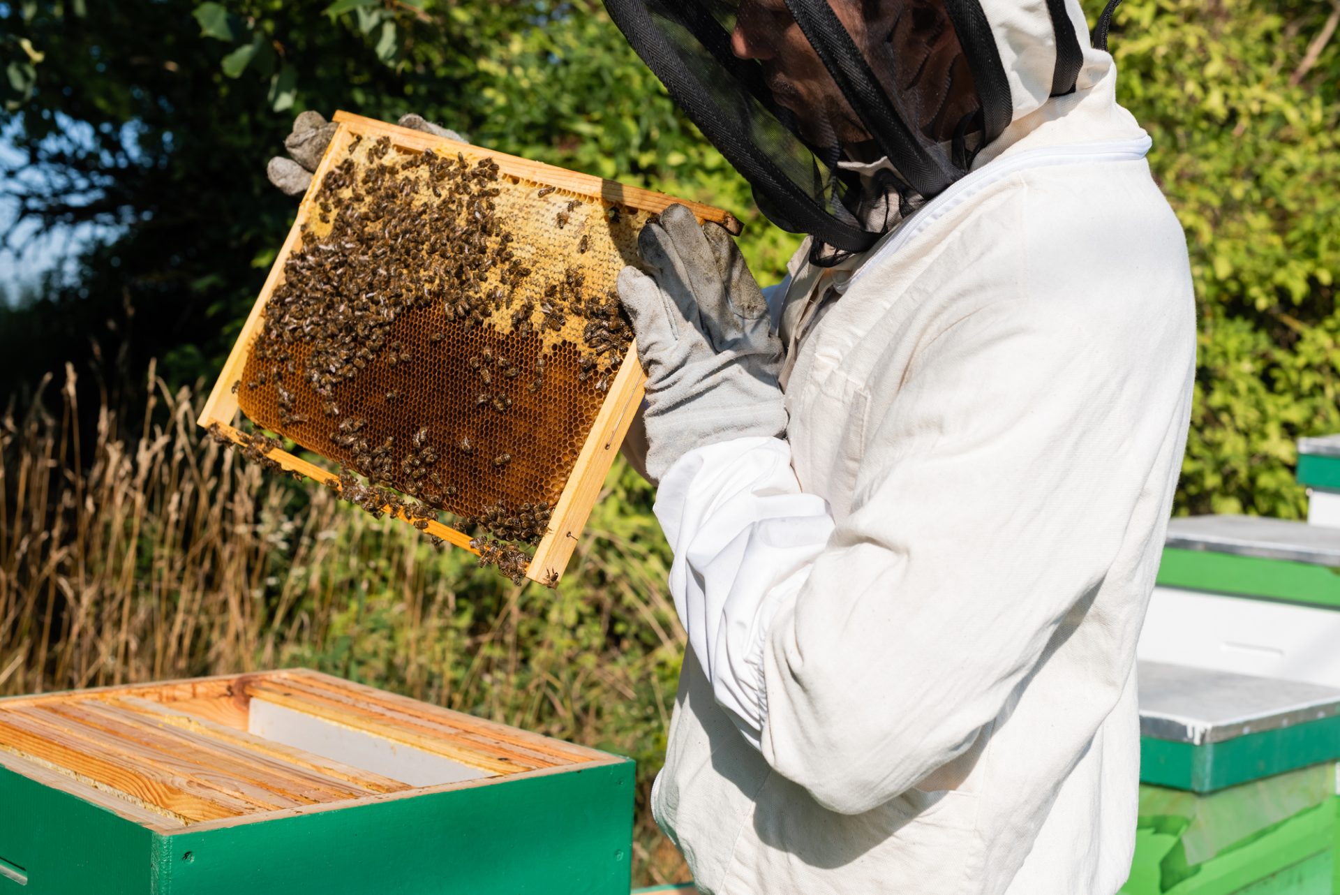 How to Practice Conservation Beekeeping