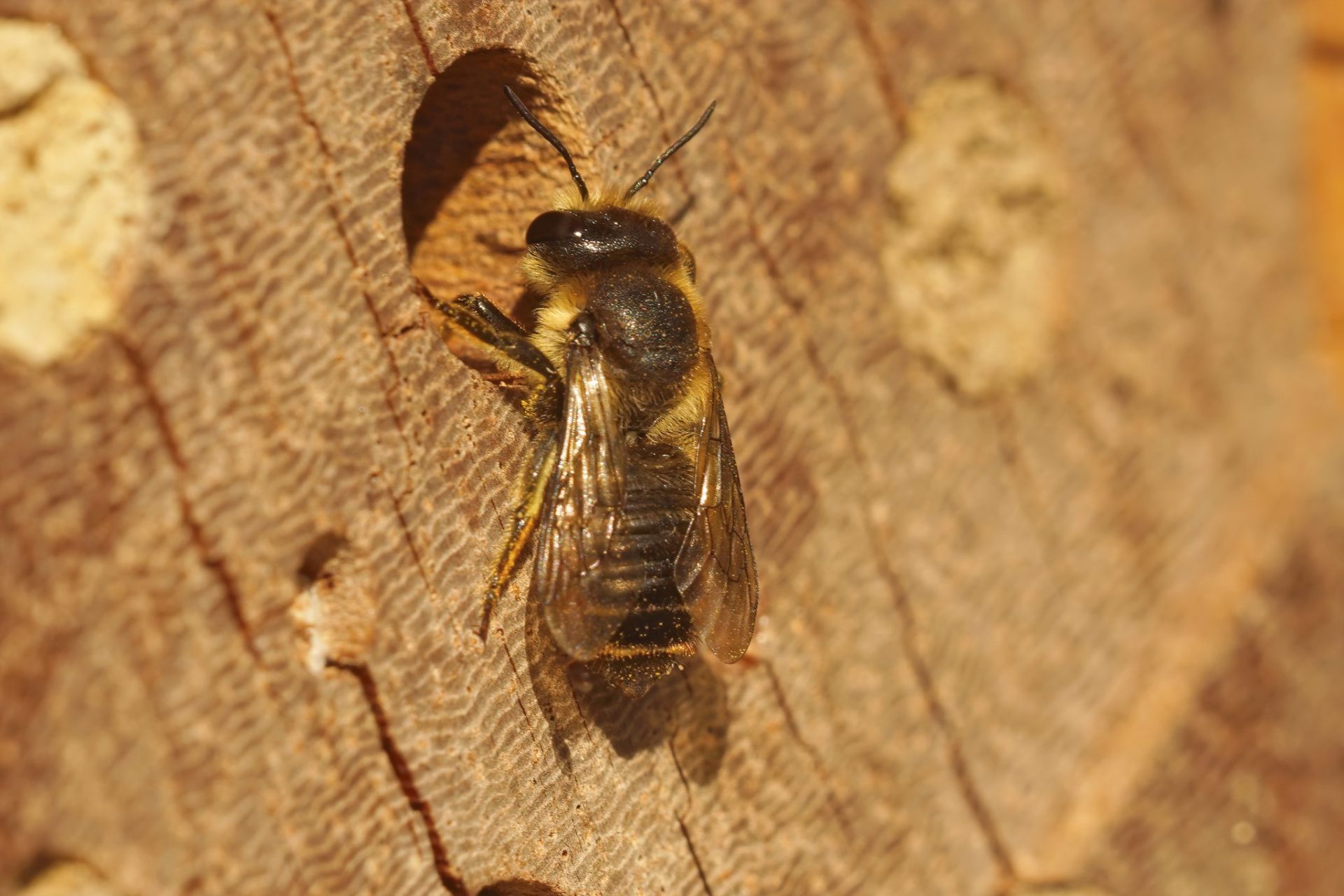 Diseases and Pests that Affect Leafcutter Bees
