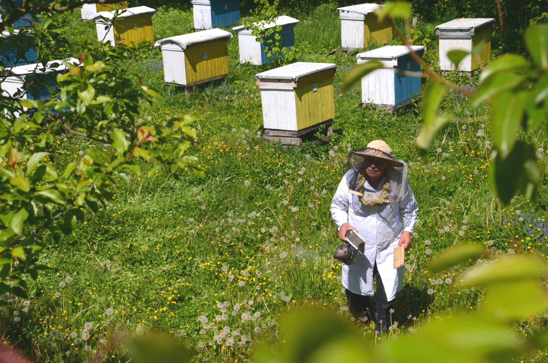 Beekeeping Barrier Management System - Inspecting Beehives