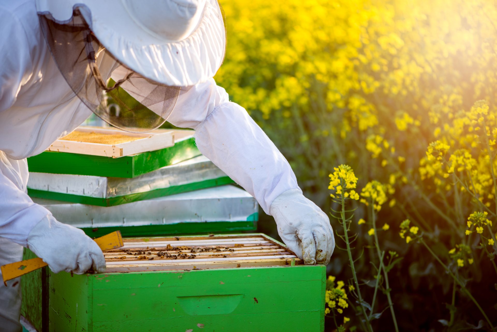 Challenges with Conservation Beekeeping