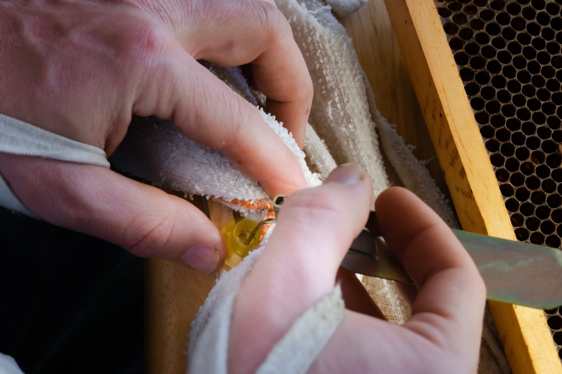 Queen Rearing - Inserting drone sperm into uterine cavity. Artificial insemination of queen bee breed. hooks and syringe holders and a queen holder