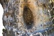 Honeybee Life Cycle - Honeybees in Hollow Cavity Beehive