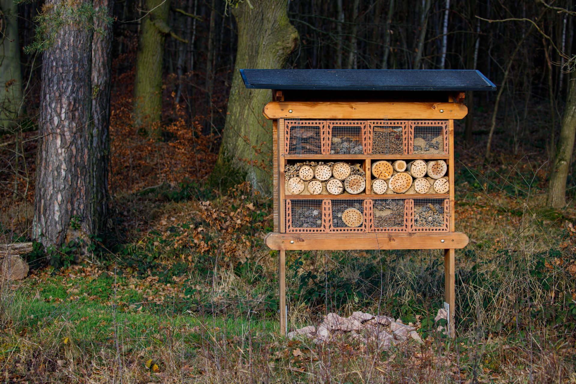 Learn how to Lift Wild Bees