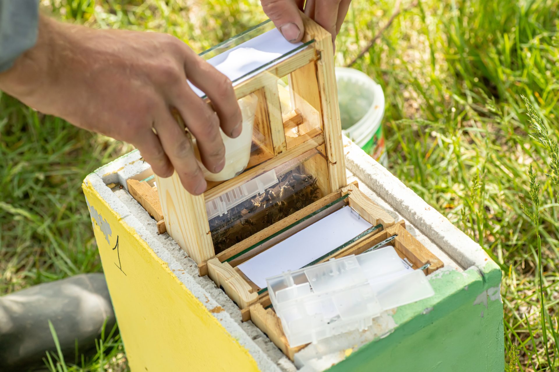 Queen Rearing Nucleus Hive