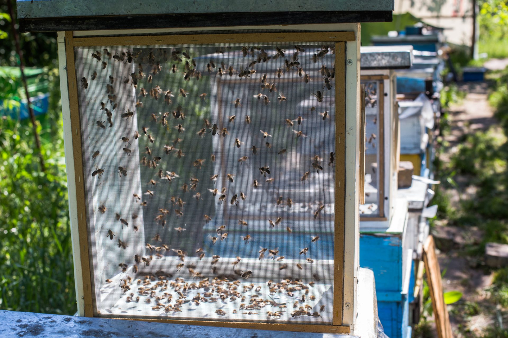 Queen Rearing - Rearing of Drone Bees