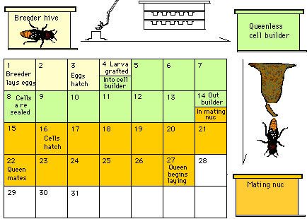 Tabular Queen Rearing Calendar