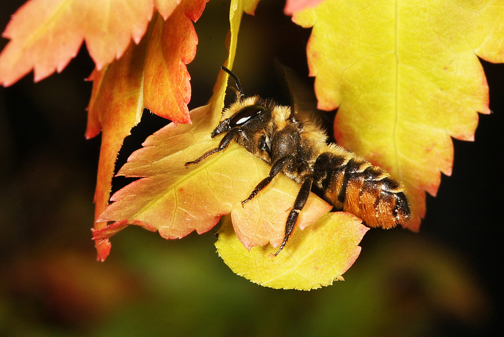 Raise Wild Bees - Leafcutter Bee