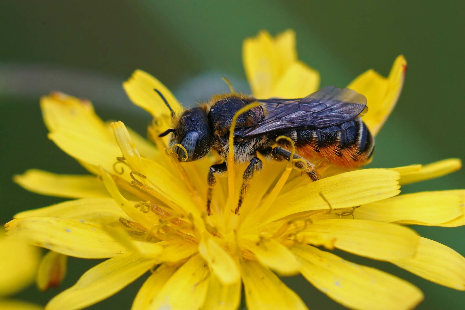 Raise Wild Bees - Mason Bee