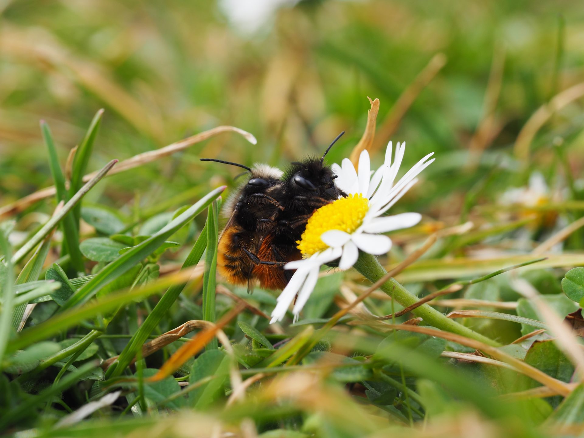 Raise Wild Bees - Closeup of wild bees sitting on a daisy flower