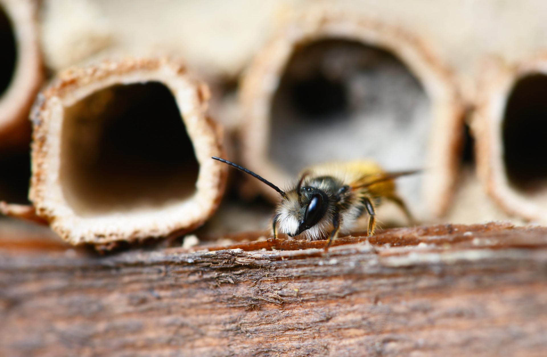 Harvest Wild Bee Cocoons