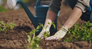 The Most Nourishing Gardening Tips for Beginners