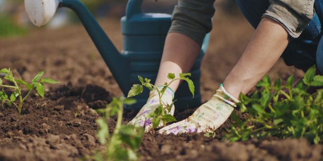 The Most Nourishing Gardening Tips for Beginners