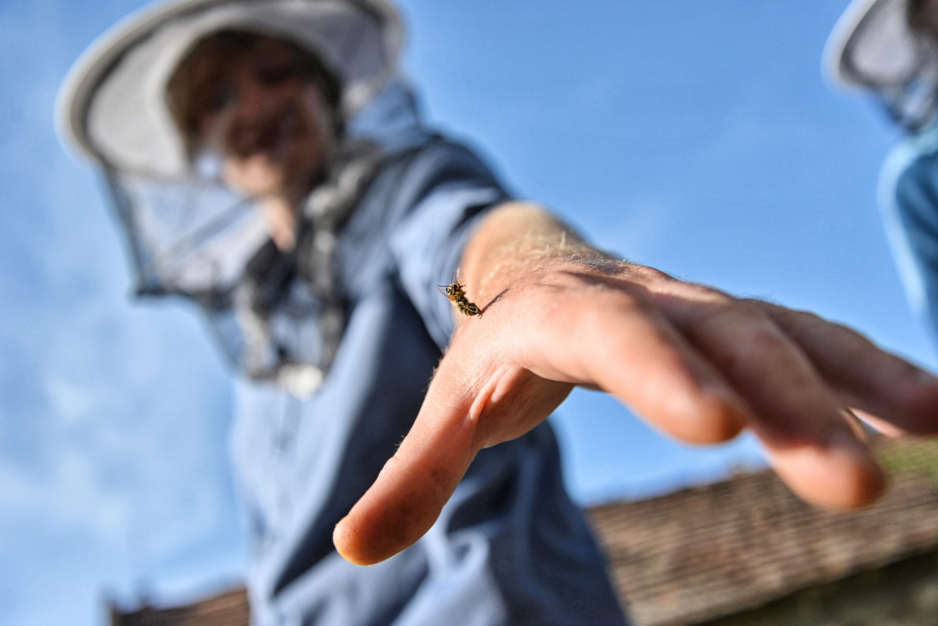 Bee Stings - Beekeeper is stung by bee in his hand.