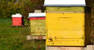 Beekeeping and Your Neighbors
