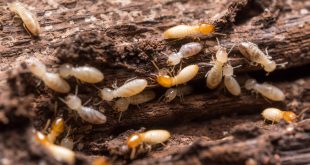 Protecting Beehives from Termites