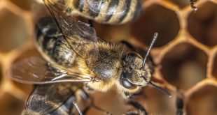 Characteristics of the Worker Bee