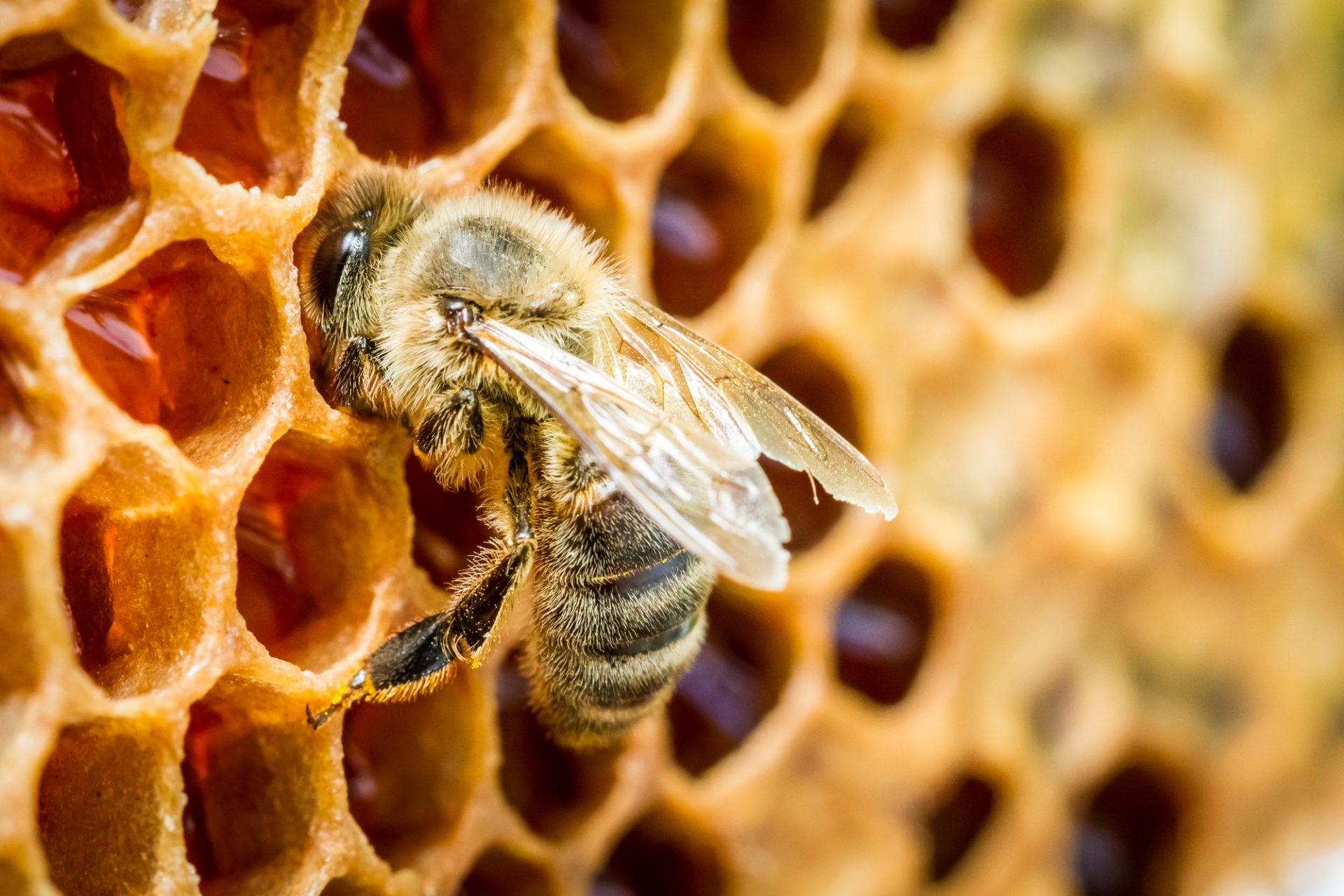 Beekeeping Facts - Close up of bees in a beehive on honeycomb