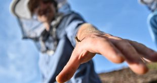 Bee Venom: Close up of bee sting in hand of beekeeper.