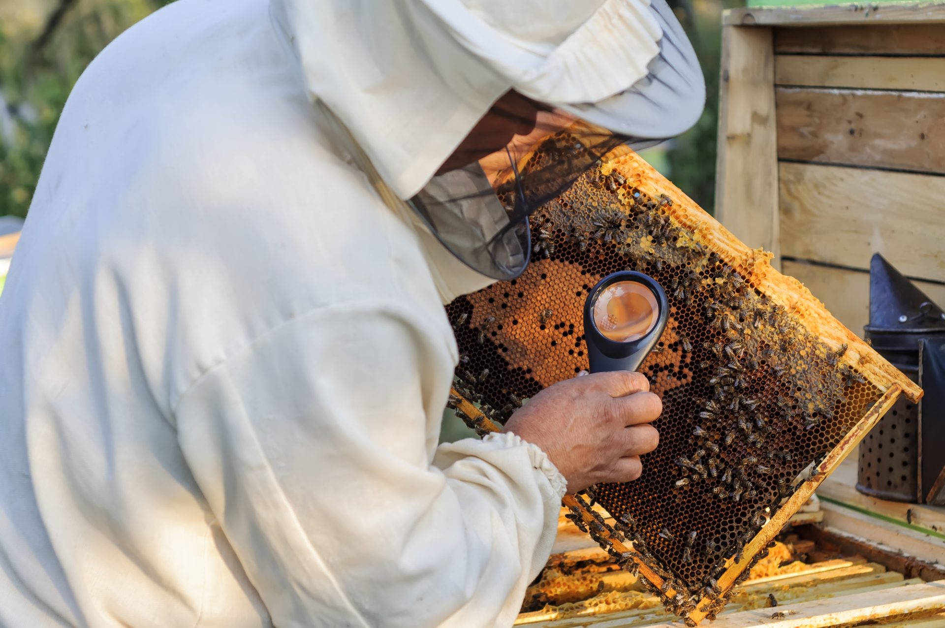 Varroa Sensitive Hygiene - Beekeeper Checking for Varroa Mites