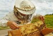 Beekeeping Facts - Working apiarist in a spring season.