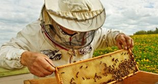 Beekeeping Facts - Working apiarist in a spring season.