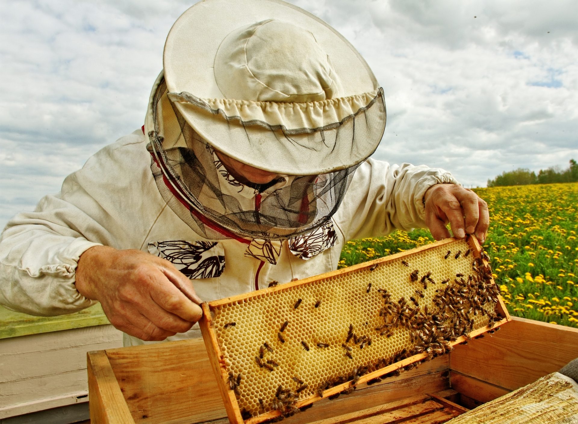 14 Beekeeping Facts You Need To Know Beekeepclub