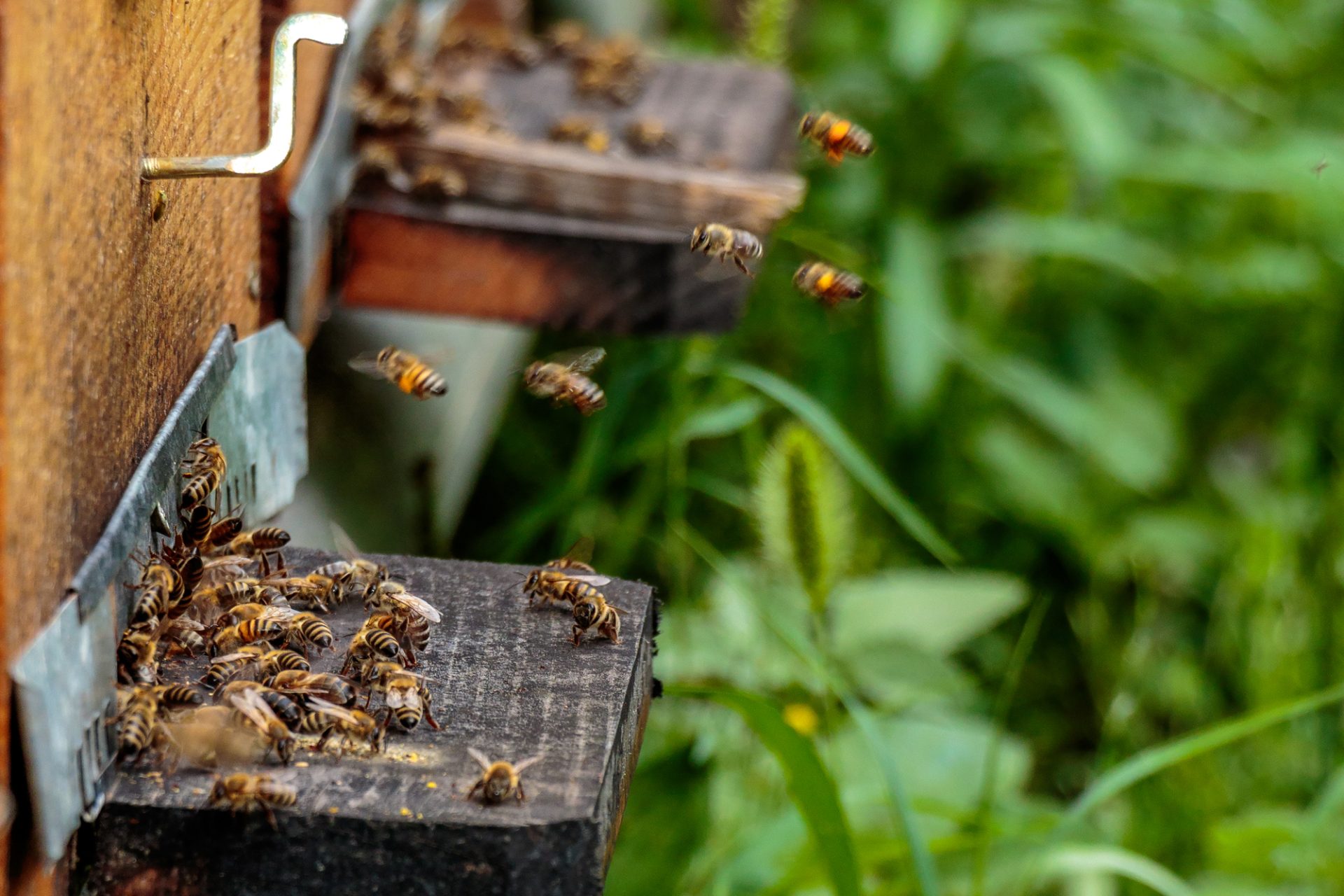 Beekeeping Facts - Beehives in an apiary with bees flying to the landing boards in a g