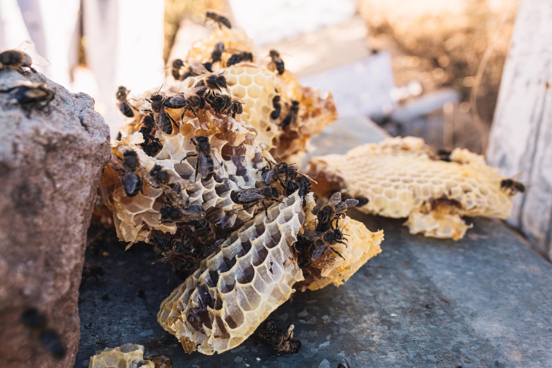 Bees on Honeycomb - Honeybees' Natural Defenses Against Threats