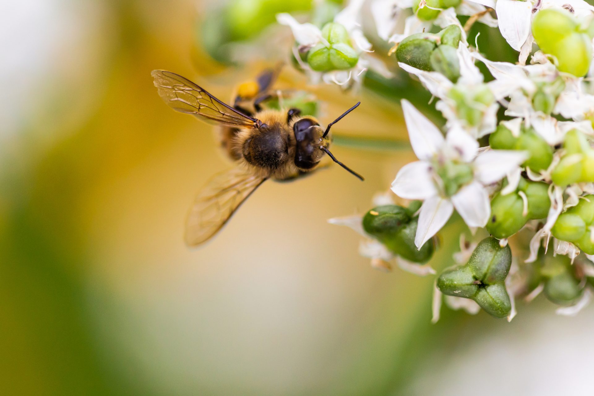 Facts About Honeybees - Closeup shot of a honeybee on the flower