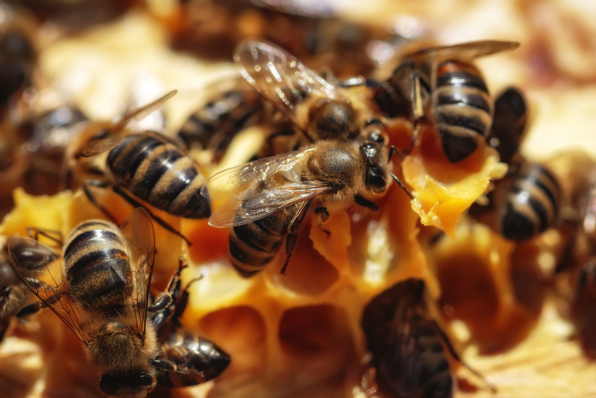 Honeybees' Natural Defenses