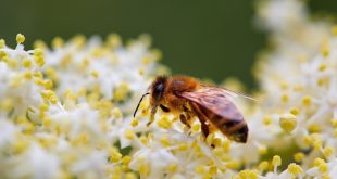 Facts About Honeybees