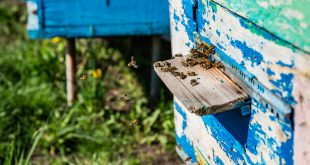 Honeybees Washboarding