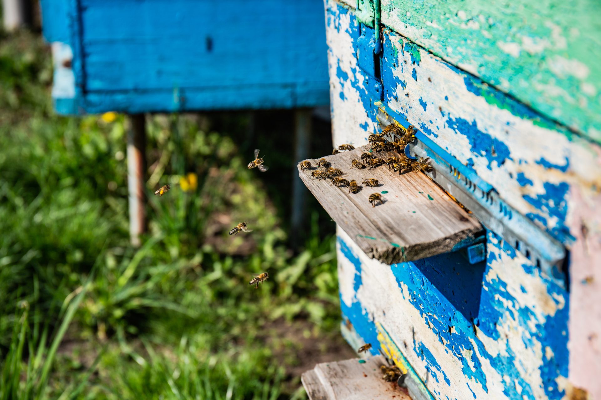 What is the Washboarding Behavior in Honeybees?