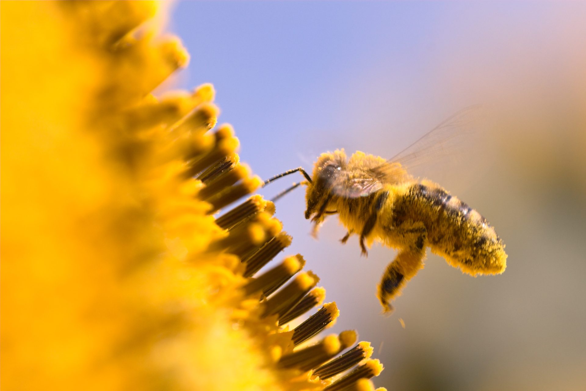 Facts About Honeybees - Macro of a honeybee in a sunflower