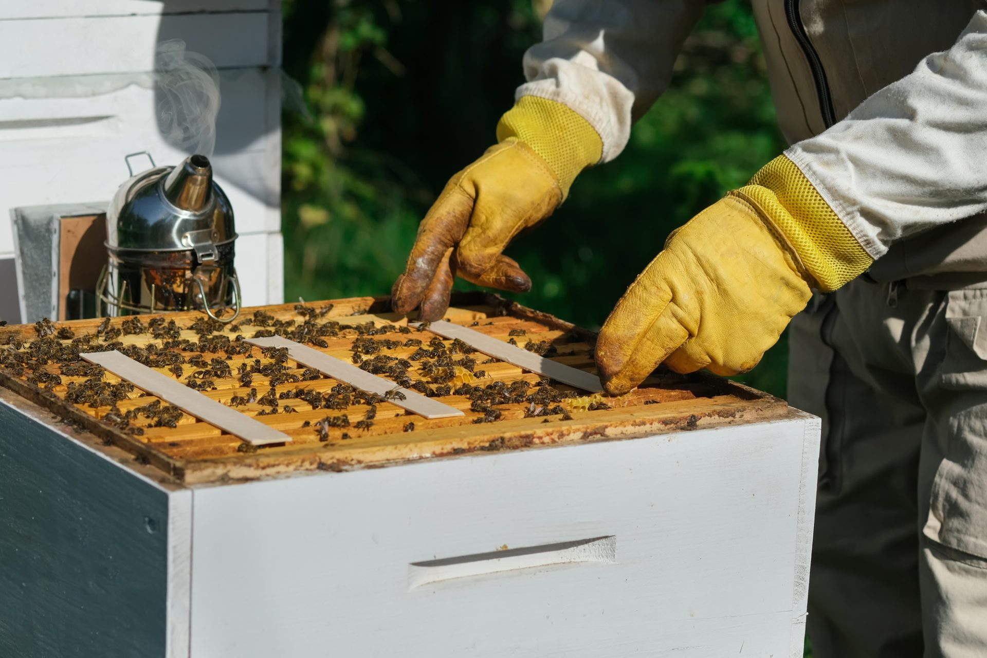 Beekeeper treating bees for Varroa mites