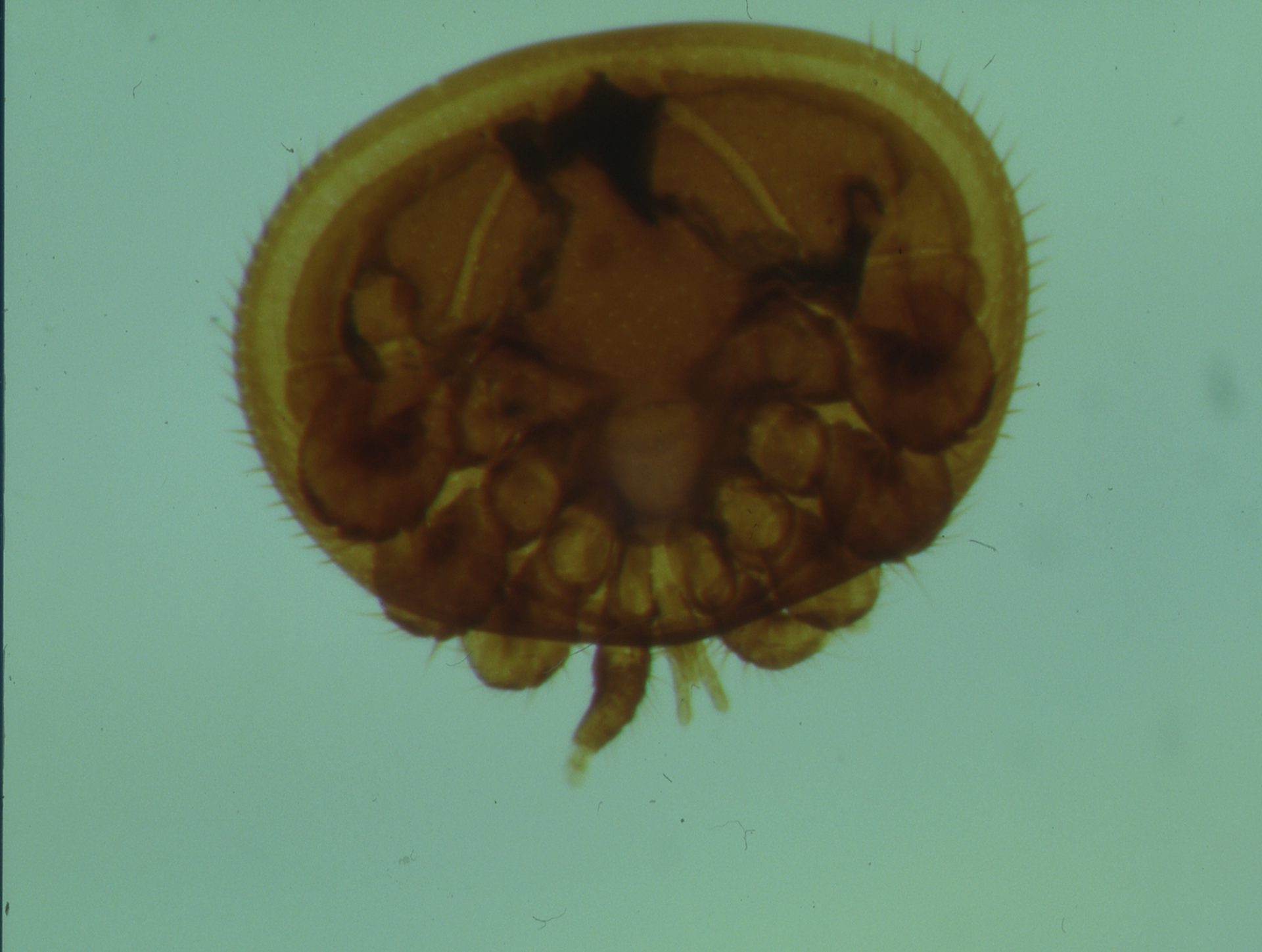 Varroa bee mite under the microscope