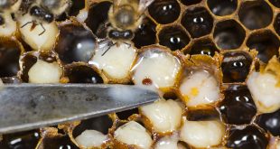 Varroa Mite in Brood Cell