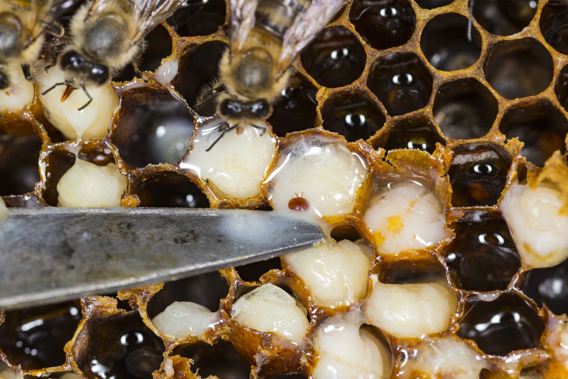 Varroa Sensitive Hygiene - Varroa Mite in Brood Cell